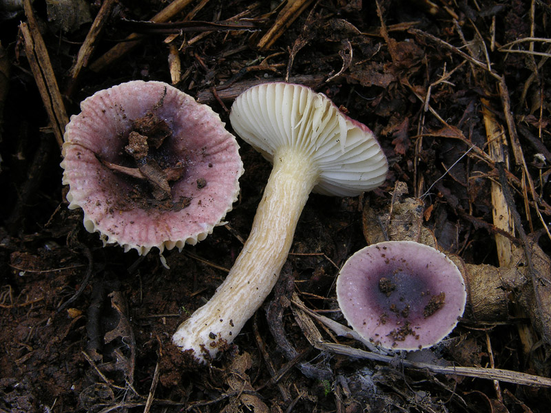 Russula alnetorum Romagn. [R. leprosa (Bres.) Crawshay]